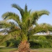Palms thrive in UK drought