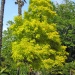 Golden Locust Tree