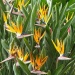 Bird of Paradise, Crane Flower