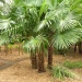 Drought Plants : Palm Trees