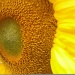 Happy Sunflower Day!