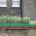 Green your London Life