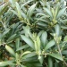 Buy olive trees in UK