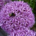 How do I attract bees to my garden?