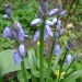Early bluebells predicted