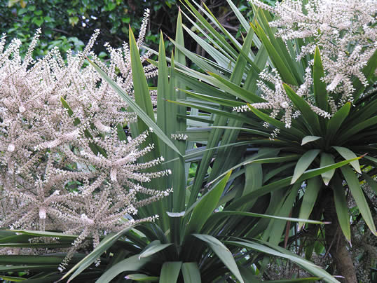 Cabbage Palm, Torquay Palm - Cordyline australis