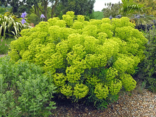 Euphorbia - Euphorbia characias subsp. wulfenii