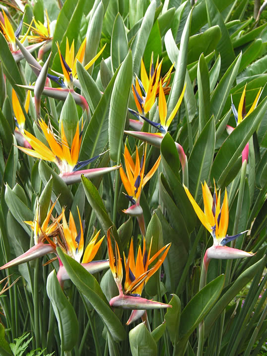 Bird of Paradise, Crane Flower - Strelitzia reginae