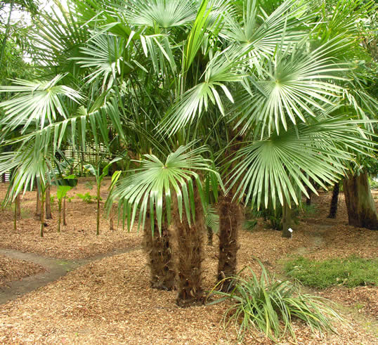 Windmill Palm, Fan Palm - Trachycarpus fortunei