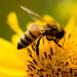 Honey_bee_pollinator
